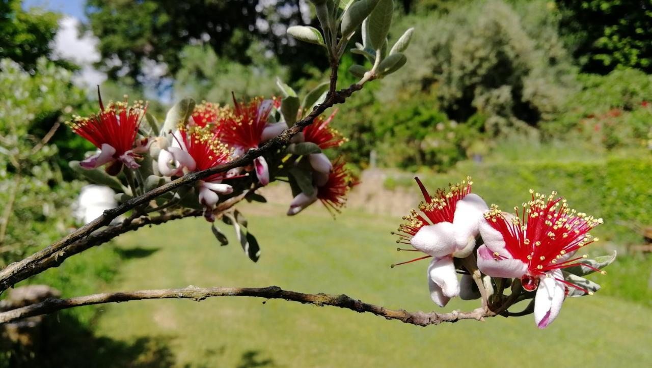 Poggiolindo B&B Capodimonte Buitenkant foto